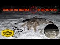 Охота на волка 🐺в Беларуси 🇧🇾 Добыто два хищника