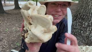 Berkeley's polypore: Colossal oak-loving edible mushrooms that resemble pale chicken of the woods