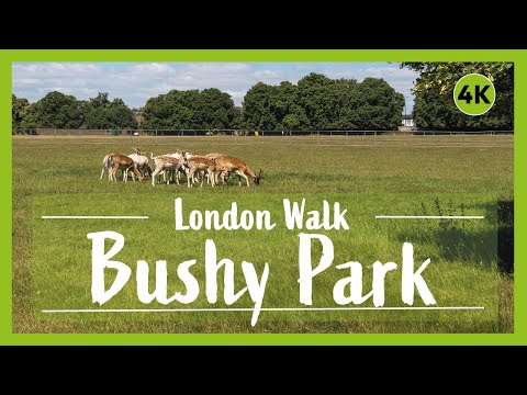 Hampton Court and Bushy Park walk | The Best Walk Near London | 🇬🇧 Hiking UK | England