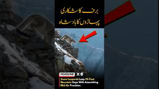 Snow Leopard’s Epic Jump#SnowLeopard #MountainKing #Wildlife #NaturePower #EpicJump #AnimalWorld