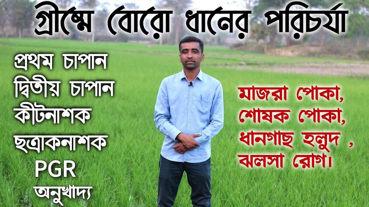 বোরো ধানের পরিচর্যা। ১'ম চাপান সার, ২'য় চাপান সার, কীটনাশক, ছত্রাকনাশক,PGR, অনুখাদ্য-এর ব্যবহার।