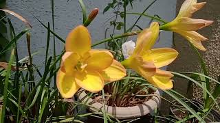 Rain Lillyid Kings Ransom