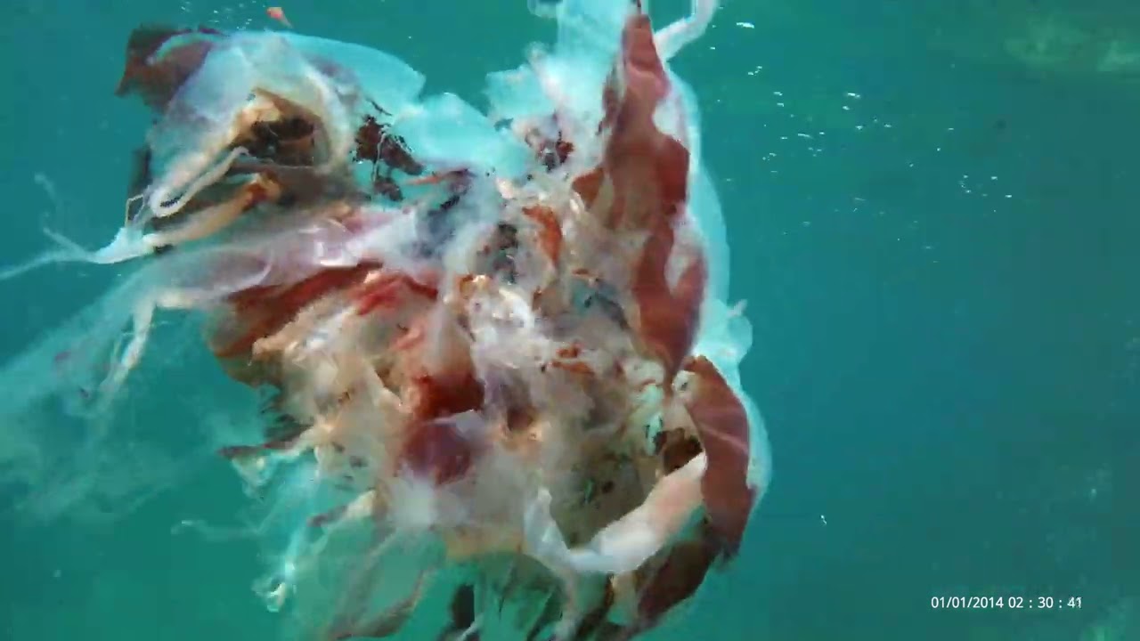 一人でシュノーケル＆素潜り　富津市　明鐘岬の堤防？の左磯　初めてのでっかいクラゲ　真っ黒なツバメウオの幼魚に出会った！２０２４年１２月３日　真っ黒なツバメウオはナンヨウツバメウオと教えて頂きました。