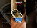Ranking Best Cat IQ Tests