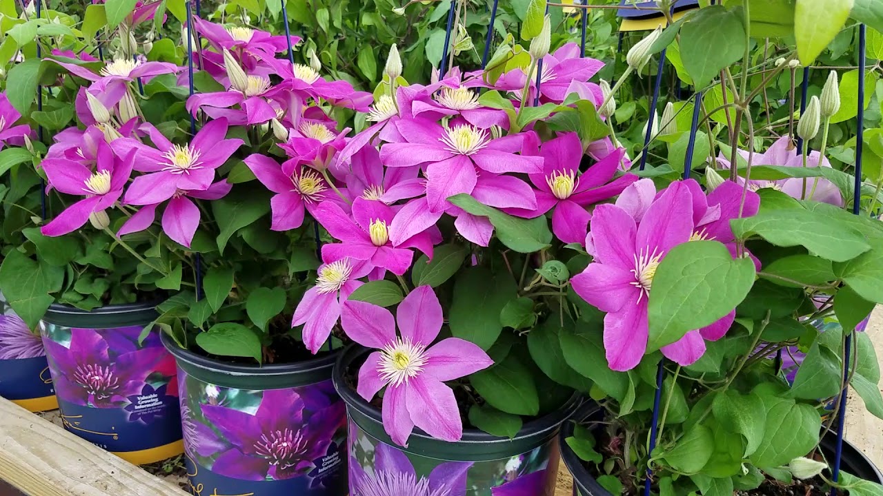 Clematis Alaina™