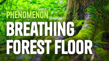 Science Phenomenon, The Breathing Forest Floor