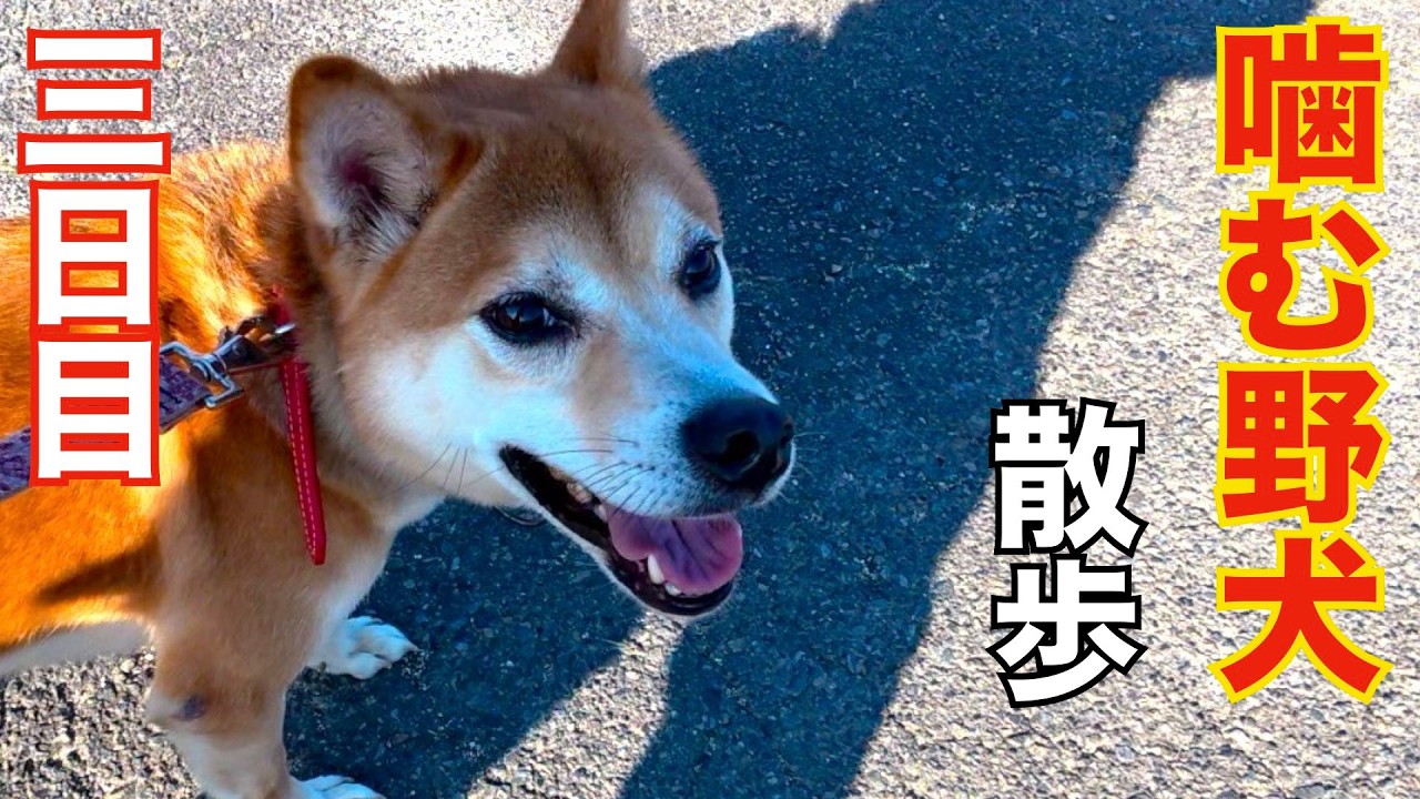 A biting stray dog] First walk in its life. We named it 