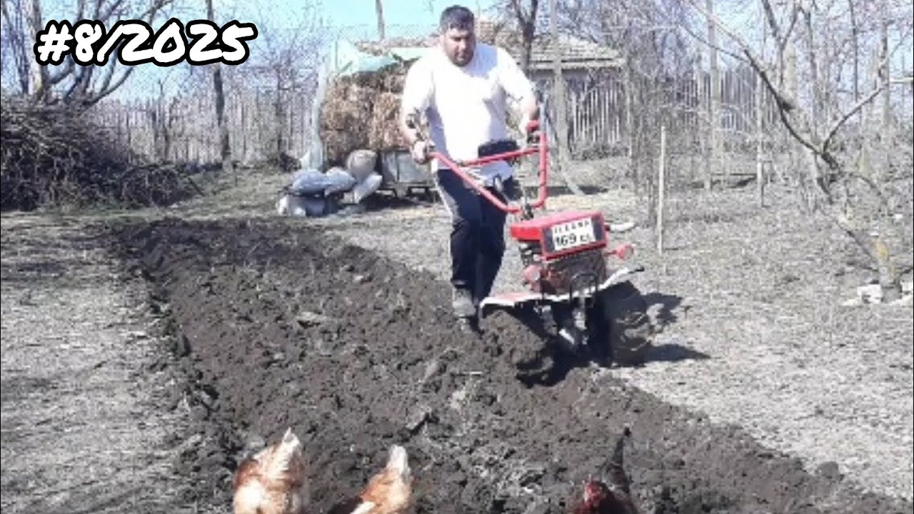 Am Arat Pentru Porumb 🔹️Motosapa Zimbru 6559 7CP