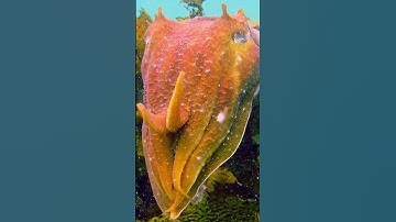 How Cuttlefish Hypnotize Their Prey