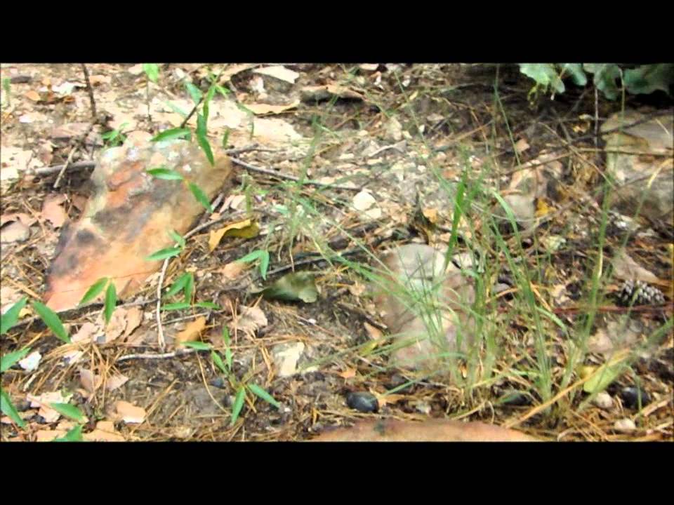 ARKLAMISS STATE CRAWLOFF