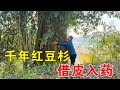 贵州深山发现一棵千年红豆杉，常有村民“借皮入药”，怎么回事？【乡村阿泰】