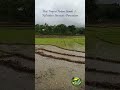 Peaceful Rice Fields in the Tropics 🌾 | Relaxing Nature View #nature