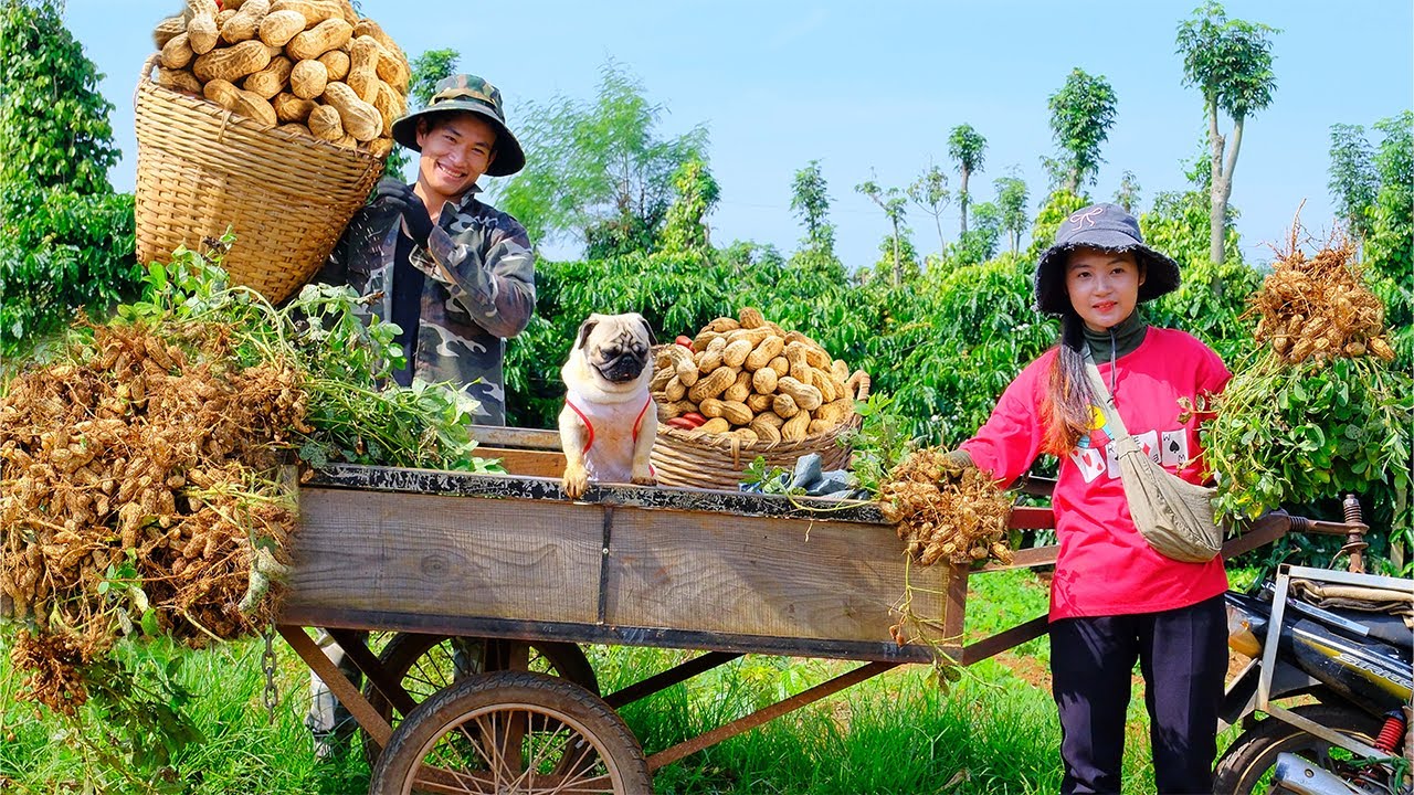 CEO Long Helps Tieu Lien Harvest A Truckload Of Peanuts To Sell At The Market, Cooking, Farm Life.