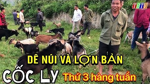 SÁNG SỚM ĐI XEM DÊ CHỢ PHIÊN CỐC LY | GIÁ DÊ HIỆN NAY CHỢ GIÁP BIÊN