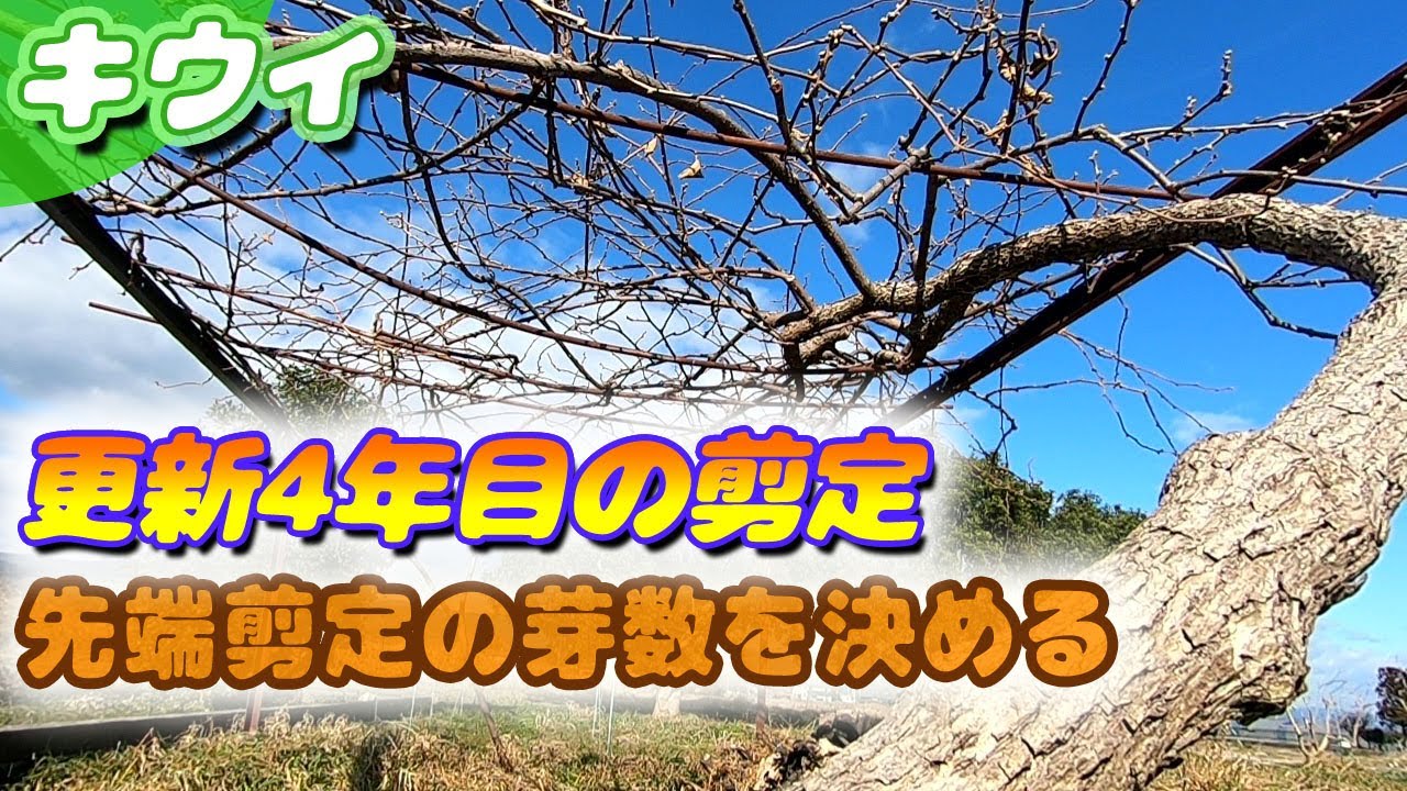 キウイの剪定　シュートで更新4年目、剪定芽数の決定