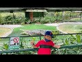 Buaya Besar di Crocodile Adventureland Langkawi || Iman&#39;s VLOG