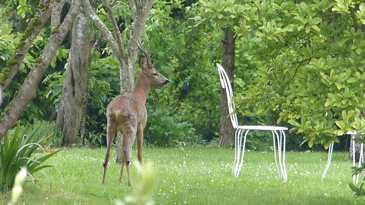 Un chevreuil dans leur jardin - YouTube