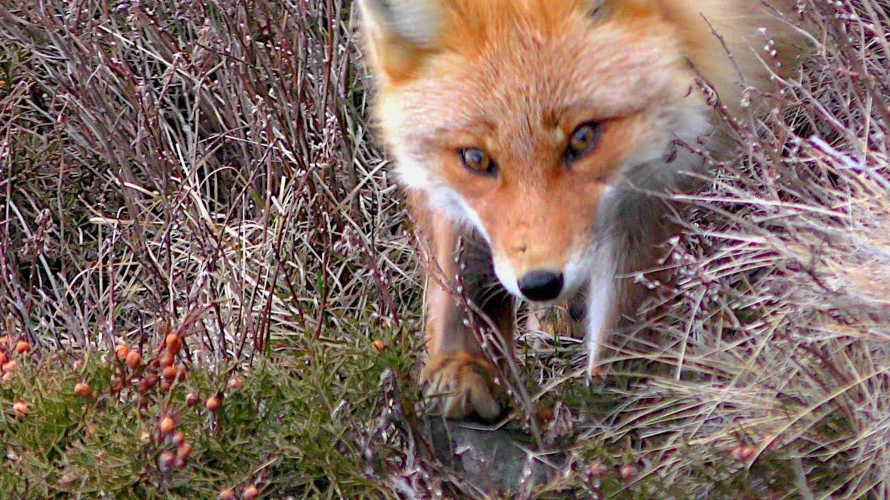 岩場で過ごすキタキツネ 賑わってきた海辺 Youtube
