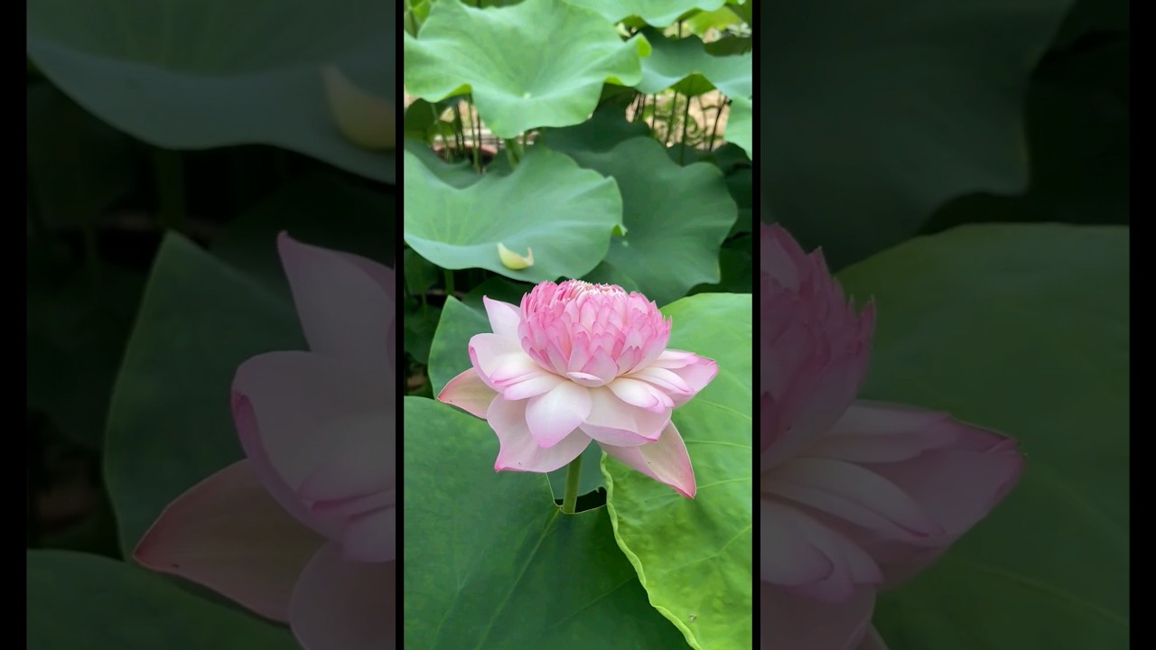 The most beautiful lotus flower petals.||