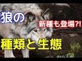 【動画の最後に新種の狼か？！】オオカミの種類と意外な生態！ペットの可否や犬との違いは？【これで狼マスター】