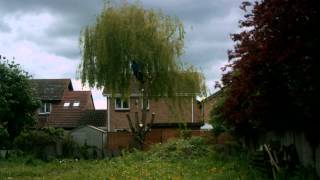 Willow Timelapse