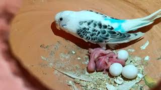 spangle budgies breeding progress