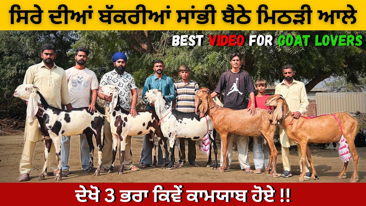 ਬੱਕਰੀਆਂ ਸਿਰਾ ਪਰ ਮੁੰਡੇ ਕਦੇ ਸਾਹਮਣੇ ਨੀ ਆਏ ਸੀ । ਦੇਖੋ ਕਿਵੇਂ ਕਾਮਯਾਬ ਹੋਏ ਮਿੱਠੜੀ ਆਲੇ 3 ਭਰਾ ।BIG BEETAL GOAT 