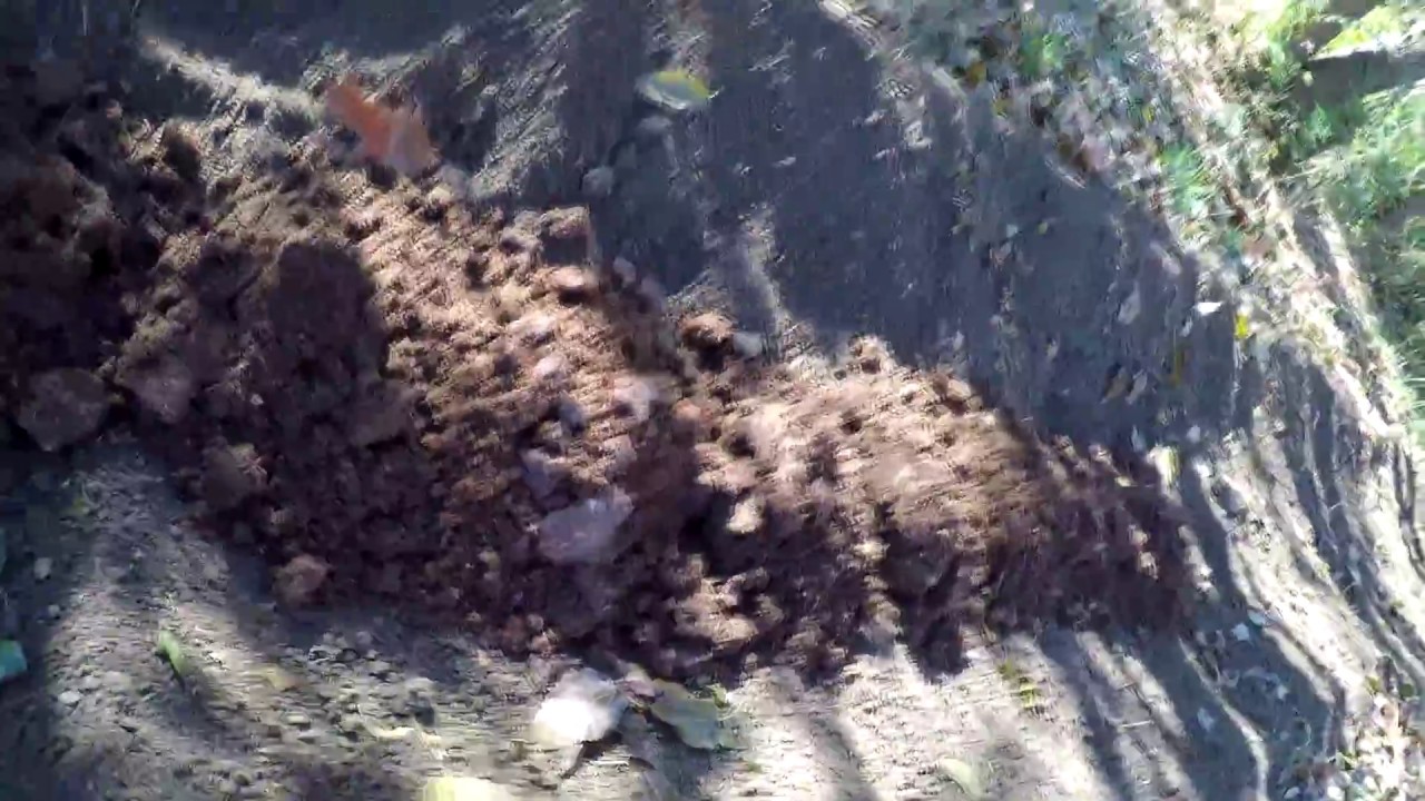 Planting black morel mushroom spawn in outdoor beds YouTube