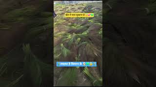 #bhojpuri #video ##trending #vail #hitsong #short video 📹