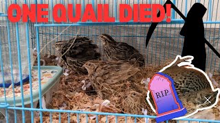 Quail Keeping Update After 2 Weeks In! #diy #coturnixquail