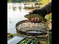 Color and Visual Cues: Do Green Tench Prefer Green Baits?