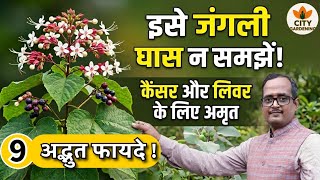 भांट (Clerodendrum infortunatum): प्रकृति का छिपा हुआ वरदान और आयुर्वेदिक अमृत