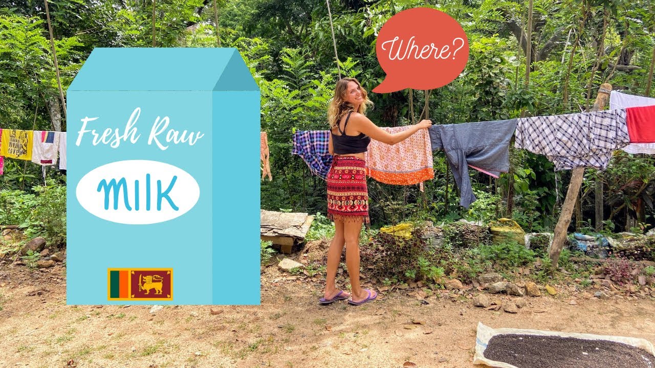 Trying to Buy Raw Milk in Sri Lanka Is it Safe to Drink? YouTube