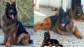 German Shepherd Long Coat Dogs | German Shepherd Puppies | Black German Shepherd | GSD Long Hair