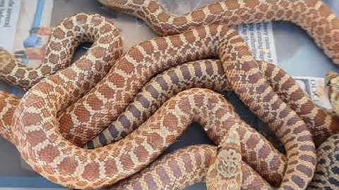 Newly hatched clutch of Bullsnakes. Pituophis catenifer sayi. 27/09/20 4K HD.