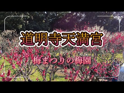道明寺天満宮の梅まつり　梅園が見頃です
