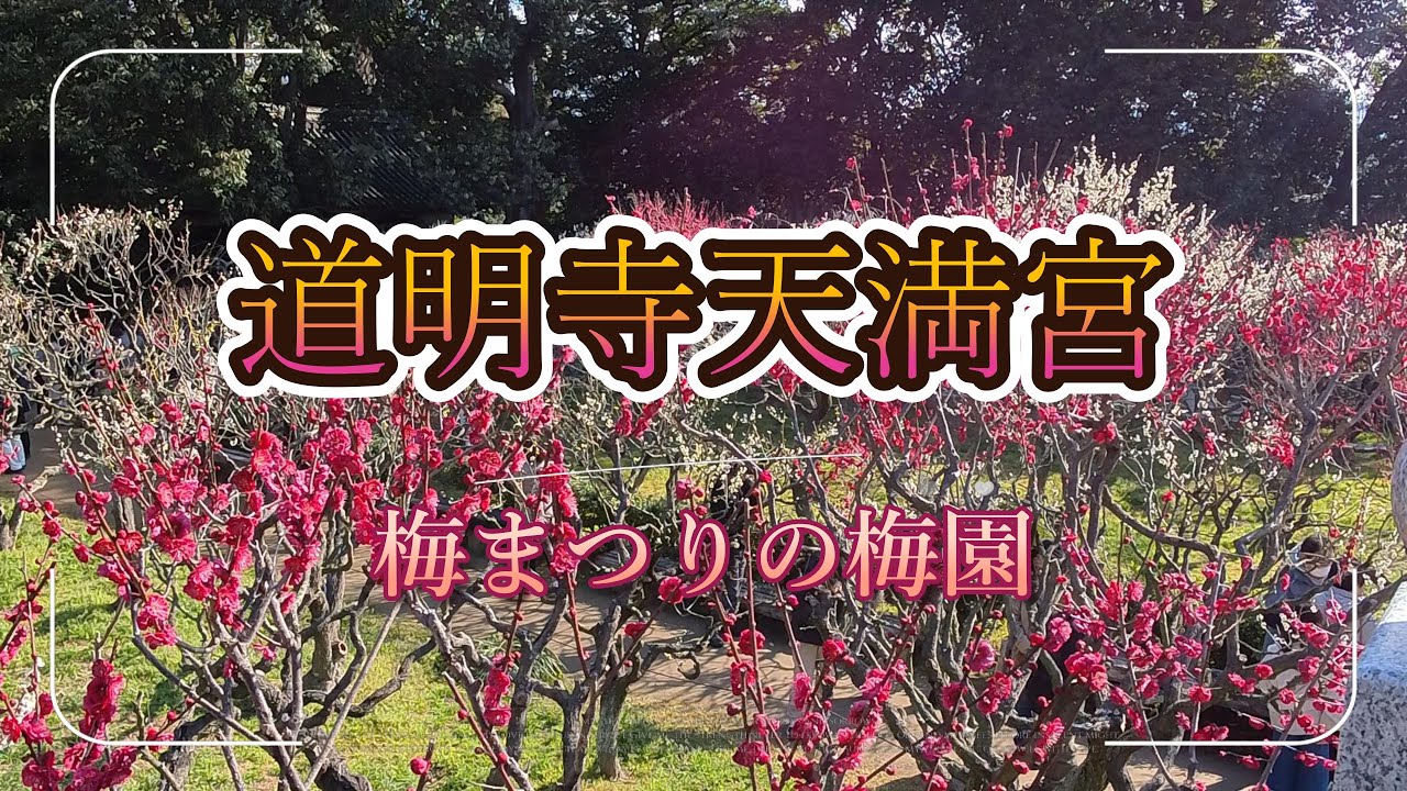 道明寺天満宮の梅まつり　梅園が見頃です