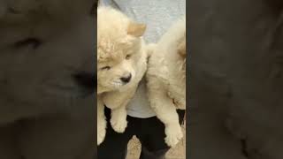 Chow chow Dog puppy