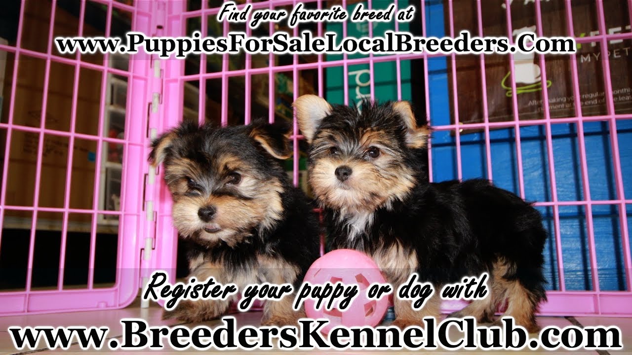YORKIE PUPPIES FOR SALE, LOCAL BREEDERS, NEAR ATLANTA, GA YouTube