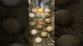 #how to make egg incubator at hime#incubator#chickenincubator#easymethod#egg
