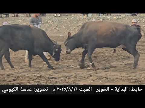 السباح و الديوان حايط البداية الخوير ١ 