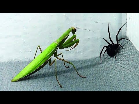 Bugs That Can Kill You In Seconds