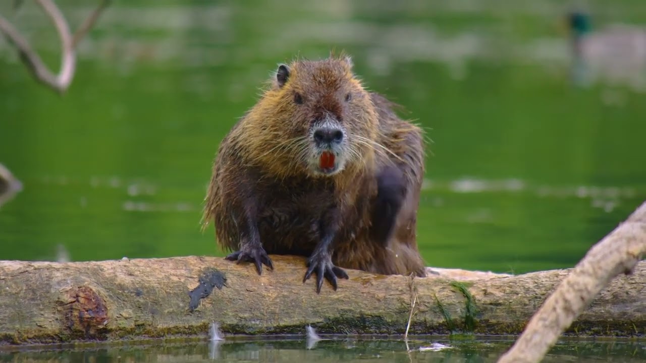 The Mysterious Ethiopian Amphibious Rat: Evolution's Enigmatic Aquatic Rodent