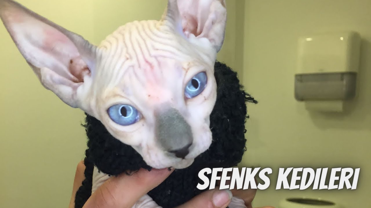Sfenks kedilerini detaylı tanıyalım 🐾