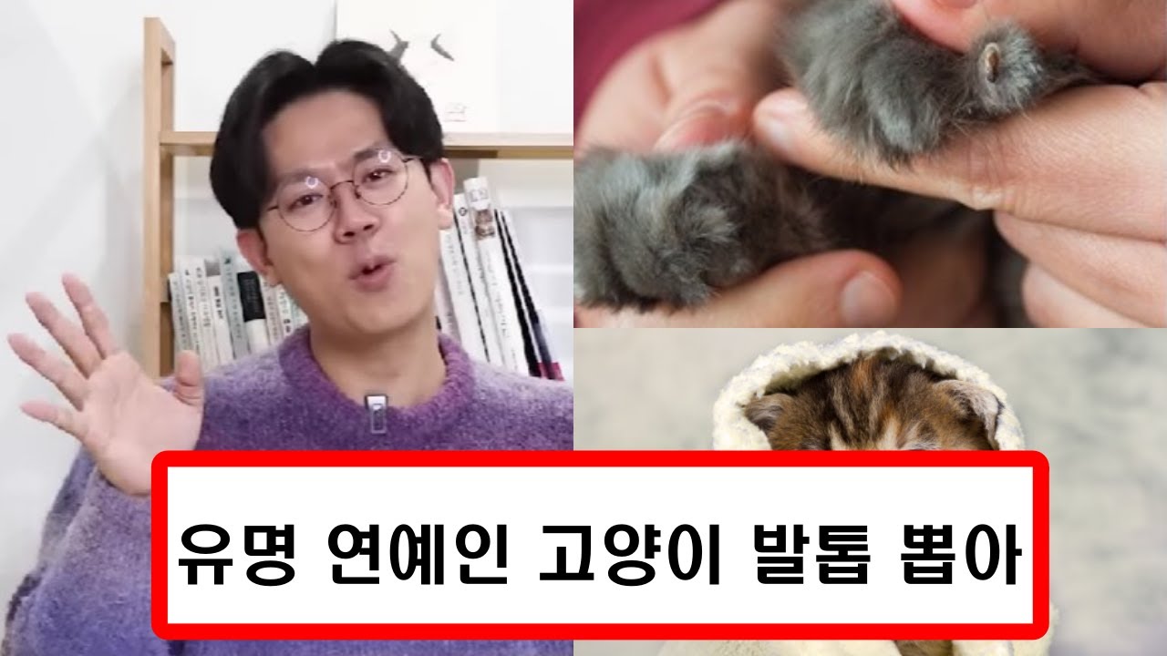 유명 연예인A 고양이 발톱 다 뽑은 이유 수의사 경악 / 고양이 동물학대 디클로 ‘미야옹철의 냥냥펀치'