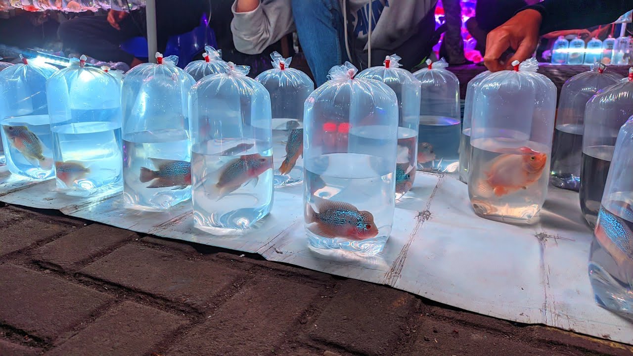 REVIEW HARGA IKAN LOUHAN LANGKAH. DAN HARGA TERJANGKAU DI PASAR IKAN HIAS JATINEGARA JAKARTA TIMUR 