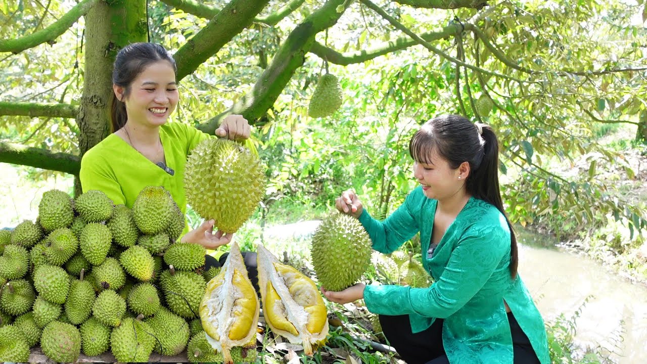 Thu Hoạch Sầu Riêng Ri 6 Trái Thấy Ham được Thưởng Thức Sầu Riêng Chín Cây Thơm Ngon | HQ 