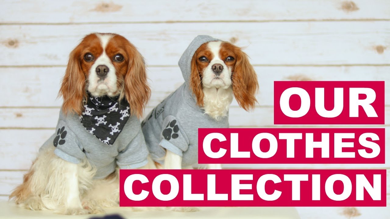 OUR CLOTHES COLLECTION | Dog Clothing 