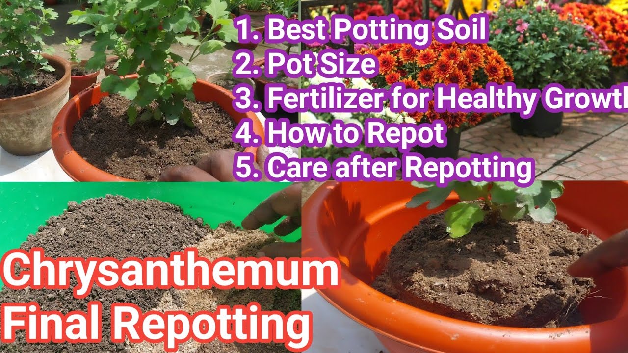 Chrysanthemum final repot कैसे करें / Best Potting Soil and Fertilizers / Care after repotting