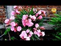 Oleander Care In Pots - What Are Oleander Hardiness Zones - How Cold Can Oleanders ... : In the garden, ordinary bushes are not justthey grow with.